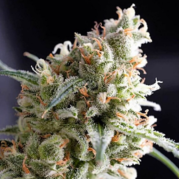 Семена марихуаны Kukulkan fem. Pyramid Seeds