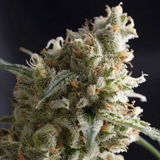 Lennon feminised (Pyramid Seeds)