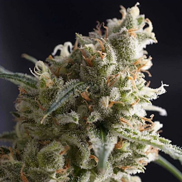 Насіння марихуани Lennon fem. Pyramid Seeds