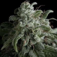 Nefertiti feminised (Pyramid Seeds)