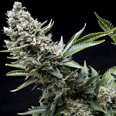 New York City feminised (Pyramid Seeds)