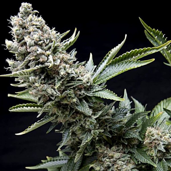 Семена марихуаны New York City fem. Pyramid Seeds