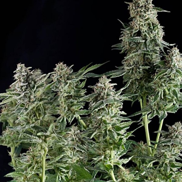 Семена марихуаны Northern Lights CBD fem. Pyramid Seeds