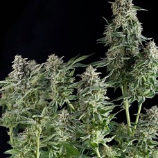 Northern Lights feminised (Pyramid Seeds)