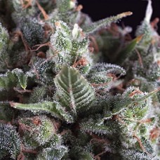 Olympia feminised (Pyramid Seeds)