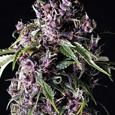 Purple feminised (Pyramid Seeds)