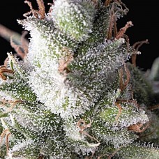 Ramses feminised (Pyramid Seeds)