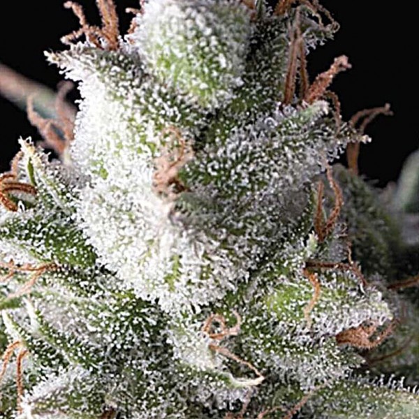 Насіння марихуани Ramses fem. Pyramid Seeds