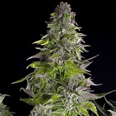 Romulan feminised (Pyramid Seeds)