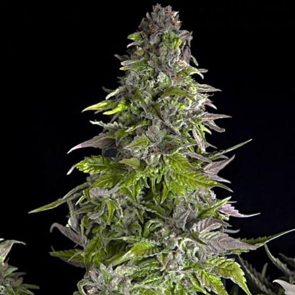 Насіння марихуани Romulan fem. Pyramid Seeds