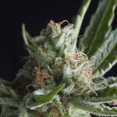 Shark CBD feminised (Pyramid Seeds)