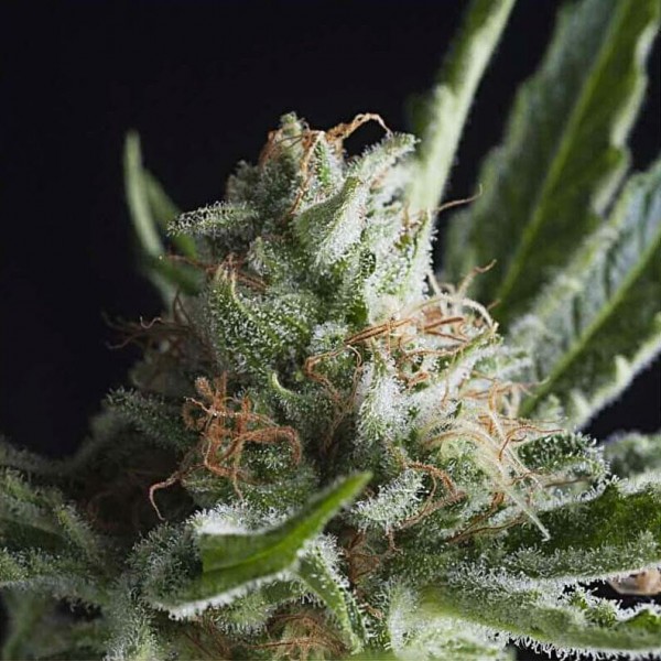 Насіння марихуани Shark fem. Pyramid Seeds