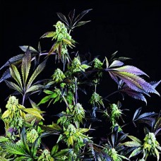 Sunset Sherbet feminised (Pyramid Seeds)