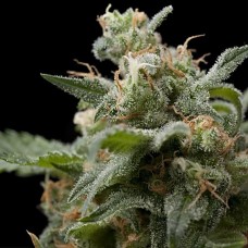 Super Hash feminised (Pyramid Seeds)
