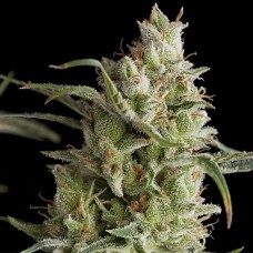 Super OG kush feminised (Pyramid Seeds)