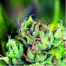 Tahoe Cure feminised (Pyramid Seeds)