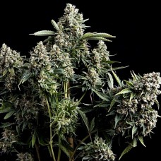 Tutankhamon feminised (Pyramid Seeds)