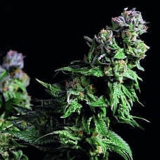 Purple Urkle feminised (Pyramid Seeds)