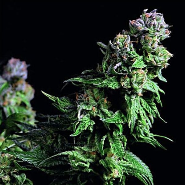 Семена марихуаны Purple Urkle fem. Pyramid Seeds