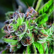 Watermelon Zkittlez feminised (Pyramid Seeds)