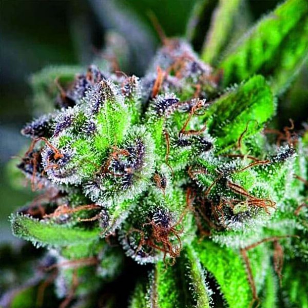 Насіння марихуани Watermelon Zkittlez fem. Pyramid Seeds