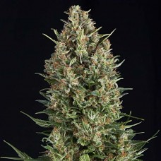 Wembley feminised (Pyramid Seeds)