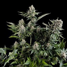 White Widow CBD feminised (Pyramid Seeds)