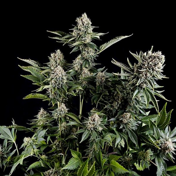 Семена марихуаны White Widow CBD fem. Pyramid Seeds