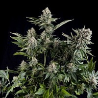 White Widow feminised (Pyramid Seeds)
