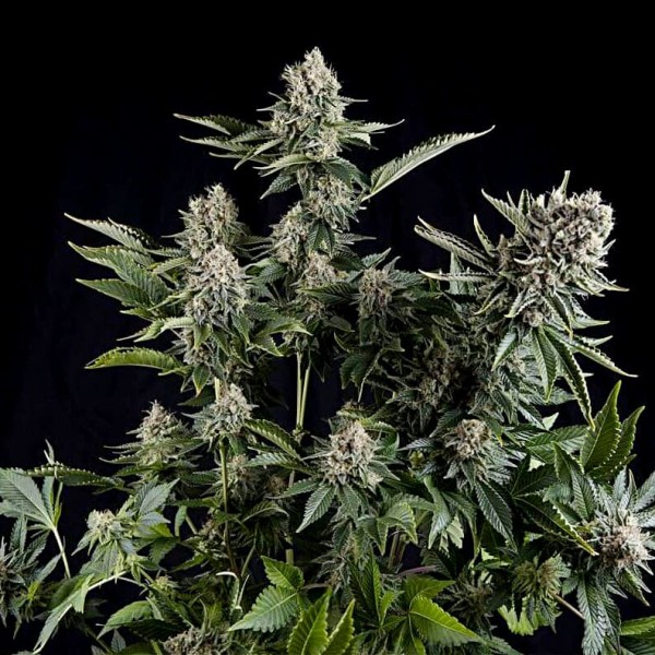 Семена марихуаны White Widow fem. Pyramid Seeds