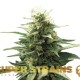 Семена марихуаны Fini autofem. Super Strains
