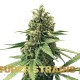 Семена марихуаны DFA autofem. Super Strains
