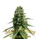 Семена марихуаны Amnesia – The Original fem. Super Strains