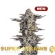 Семена марихуаны Gelato #33 fem. Super Strains