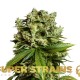Семена марихуаны #GG4 (Gorilla Glue) fem. Super Strains