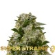 Семена марихуаны Ibiza Farmers fem. Super Strains