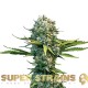 Семена марихуаны Next of Kin fem. Super Strains