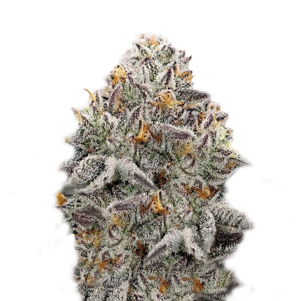 Семена марихуаны Oreoz fem. Super Strains
