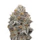 Семена марихуаны Oreoz fem. Super Strains