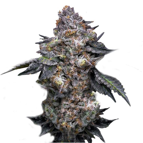 Семена марихуаны Permanent Marker fem. Super Strains