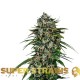 Семена марихуаны Saga CBD fem. Super Strains