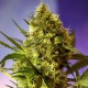 Насіння марихуани Big Devil #2 autofem. Sweet Seeds