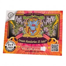 Cream Mandarine XL autofem Sweet Seeds