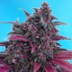 Семена марихуаны Dark Devil autofem. Sweet Seeds