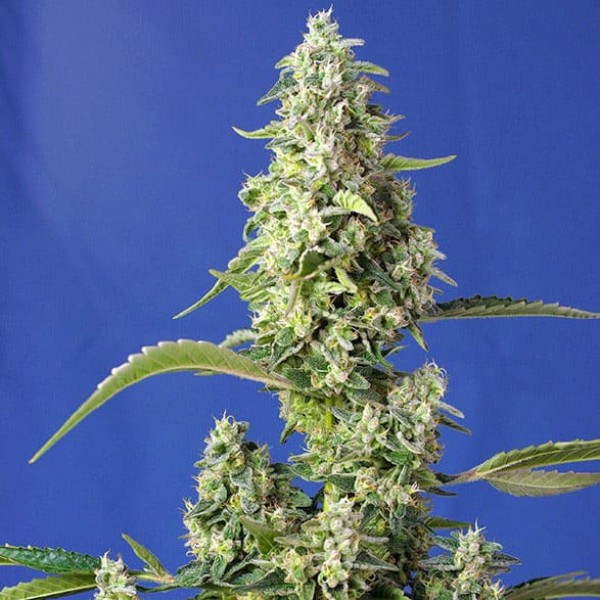 Насіння марихуани Gorilla Girl XL autofem. Sweet Seeds