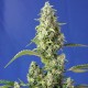 Насіння марихуани Gorilla Girl XL autofem. Sweet Seeds