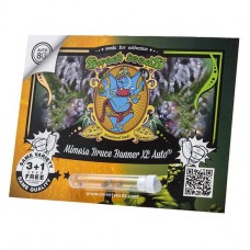 Mimosa Bruce Banner XL autofem Sweet Seeds