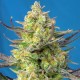 Семена марихуаны Sweet Cheese XL autofem. Sweet Seeds