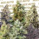 Насіння марихуани Sweet Mix autofem. Sweet Seeds