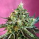 Семена марихуаны Sweet Nurse CBD autofem. Sweet Seeds
